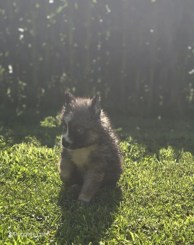 Siberian Husky Female 2 – Siberian Husky puppy for sale in Avon, IL