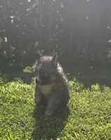 Siberian Husky Female 2, a female Siberian Husky for sale in Avon, IL – 1 of 4