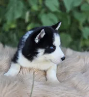 Siberian Husky Female 1, a female Siberian Husky for sale in Avon, IL – 3 of 4