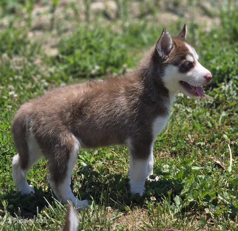 Red and White Female 2 – Siberian Husky puppy for sale in Avon, IL