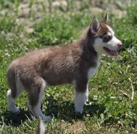 Red and White Female 2, a female Siberian Husky for sale in Avon, IL – 1 of 3