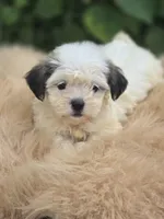Female Teddy Bear , a female Bichon Frise and Shih Tzu for sale in Avon, IL – 5 of 5