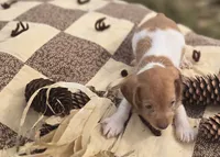 Piebald Male 2 Miniature Dachshund , a male Miniature Dachshund for sale in Avon, IL – 3 of 4