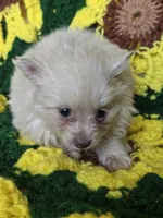 Cream Female Pomeranian , a female Pomeranian for sale in Avon, IL – Photo 3 of 4