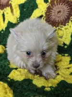 Cream Female Pomeranian , a female Pomeranian for sale in Avon, IL – Photo 1 of 4