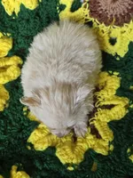 Cream Female Pomeranian , a female Pomeranian for sale in Avon, IL – Photo 4 of 4