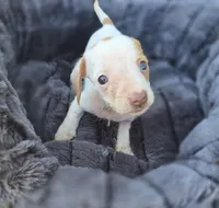 Blue eye Female, a female Miniature Dachshund for sale in Avon, IL – 3 of 4
