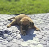 Female Puggle , a female Puggle for sale in Avon, IL – 4 of 4