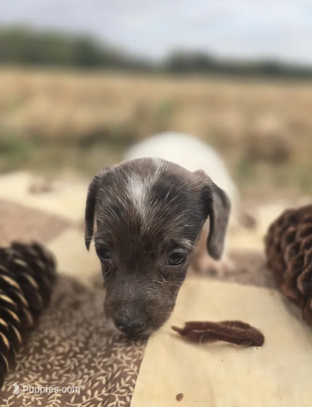Female Dapple Piebald Miniature dachshund  – Miniature Dachshund puppy for sale in Avon, IL