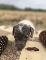 Female Dapple Piebald Miniature dachshund , a female Miniature Dachshund for sale in Avon, IL – 1 of 3