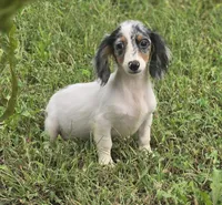 Longhaired Dapple Piebald Female , a female Miniature Dachshund for sale in Avon, IL – 2 of 8