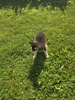 Siberian Husky Male , a male Siberian Husky for sale in Avon, IL – 4 of 4