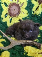 Chocolate Pomeranian Male , a male Pomeranian for sale in Avon, IL – Photo 3 of 5