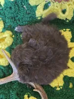 Chocolate Pomeranian Male , a male Pomeranian for sale in Avon, IL – Photo 5 of 5