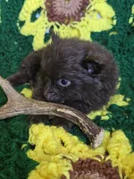 Chocolate Pomeranian Male , a male Pomeranian for sale in Avon, IL – Photo 2 of 5
