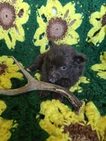 Chocolate Pomeranian Male , a male Pomeranian for sale in Avon, IL – Photo 4 of 5