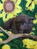 Chocolate Pomeranian Male , a male Pomeranian for sale in Avon, IL – Photo 1 of 5