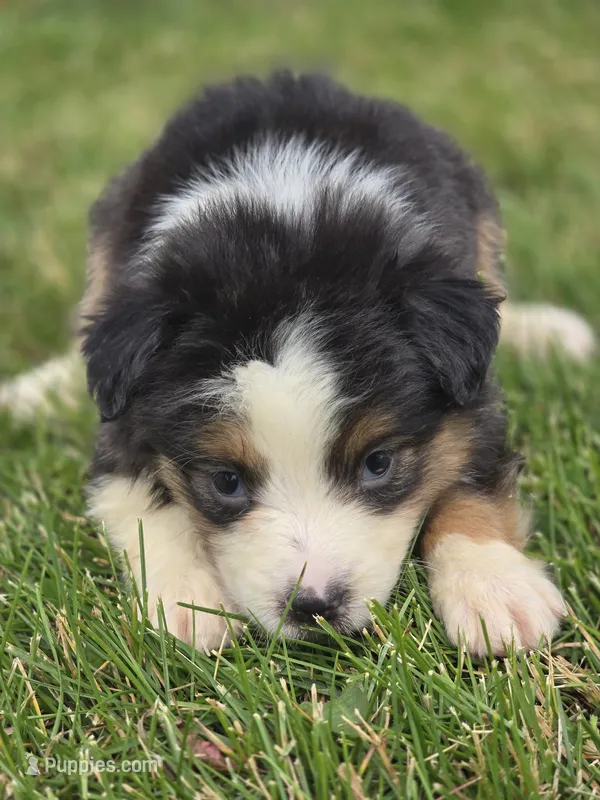 Mini Aussie  Female 2 – Miniature Australian Shepherd puppy for sale in Avon, IL