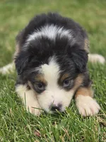 Mini Aussie  Female 2, a female Miniature Australian Shepherd for sale in Avon, IL – 1 of 5