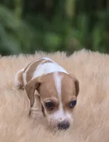 Piebald Female , a female Miniature Dachshund for sale in Avon, IL – 4 of 4
