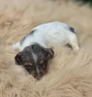 Longhaired Dapple Piebald Female , a female Miniature Dachshund for sale in Avon, IL – 2 of 3