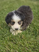 Mini Aussie  Female 4, a female Miniature Australian Shepherd for sale in Avon, IL – 5 of 5
