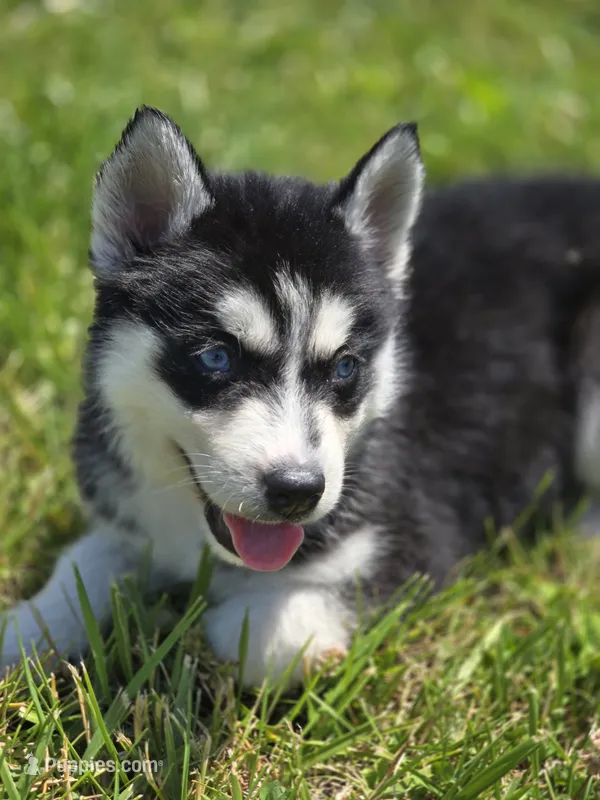 Black and White Male – Siberian Husky puppy for sale in Avon, IL