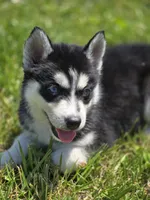 Black and White Male, a male Siberian Husky for sale in Avon, IL – 1 of 5