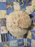 Apricot Female Toy Poodle , a female Poodle - Toy  for sale in Avon, IL – 4 of 4