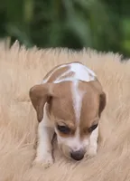 Piebald Female , a female Miniature Dachshund for sale in Avon, IL – 2 of 4