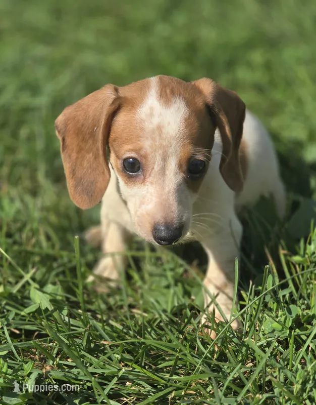 Piebald Female  – Miniature Dachshund puppy for sale in Avon, IL