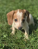 Piebald Female , a female Miniature Dachshund for sale in Avon, IL – 1 of 6