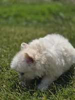 Cream Pomeranian Male , a male Pomeranian for sale in Avon, IL – 4 of 4