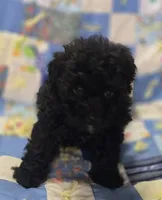 Black Male Shihpoo , a male Shihpoo for sale in Avon, IL – 5 of 5