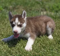 Red and White Female 1, a female Siberian Husky for sale in Avon, IL – 3 of 3