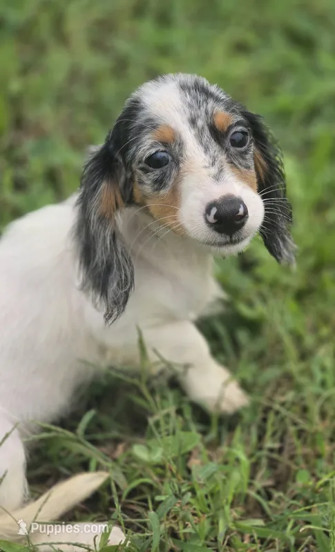 Longhaired Dapple Piebald Female  – Miniature Dachshund puppy for sale in Avon, IL