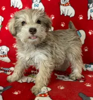 Sophie, a female Miniature Schnauzer for sale in Avon, IL – Photo 1 of 2