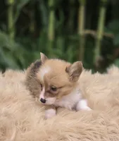 Female 1 Corgi, a female Pembroke Welsh Corgi for sale in Avon, IL – 3 of 5