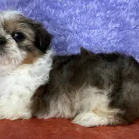 Shih Tzu F2, a female Shih Tzu for sale in Avon, IL – Photo 1 of 2