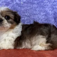 Shih Tzu F2, a female Shih Tzu for sale in Avon, IL – Photo 2 of 2