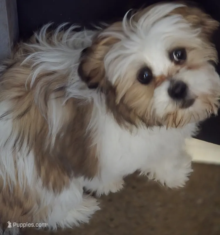 Sweet Teddy Bear – Bichon Frise, Shih Tzu puppy for sale in Avon, IL