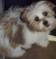 Sweet Teddy Bear, a female Bichon Frise and Shih Tzu for sale in Avon, IL – 1 of 2