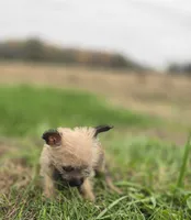 Female Cairn Terrier , a female Cairn Terrier for sale in Avon, IL – 2 of 5