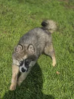 Siberian Husky Female 2, a female Siberian Husky for sale in Avon, IL – 3 of 8