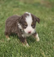 Mini Aussie  Male 4, a male Miniature Australian Shepherd for sale in Avon, IL – 1 of 4