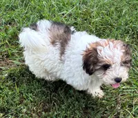 Male Schnoodle , a male Schnoodle for sale in Avon, IL – 5 of 5