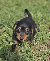 Black and Tan Male , a male Miniature Dachshund for sale in Avon, IL – 2 of 5