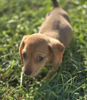 Red Female , a female Miniature Dachshund for sale in Avon, IL – 2 of 4