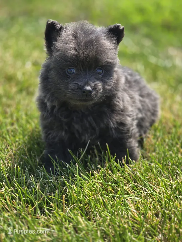 Blue Pomeranian Male  – Pomeranian puppy for sale in Avon, IL