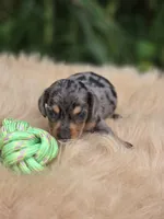 Longhaired Silver Dapple Male , a male Miniature Dachshund for sale in Avon, IL – 5 of 5